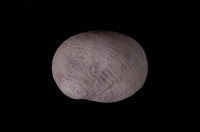 藏品(蜑螺屬)的圖片